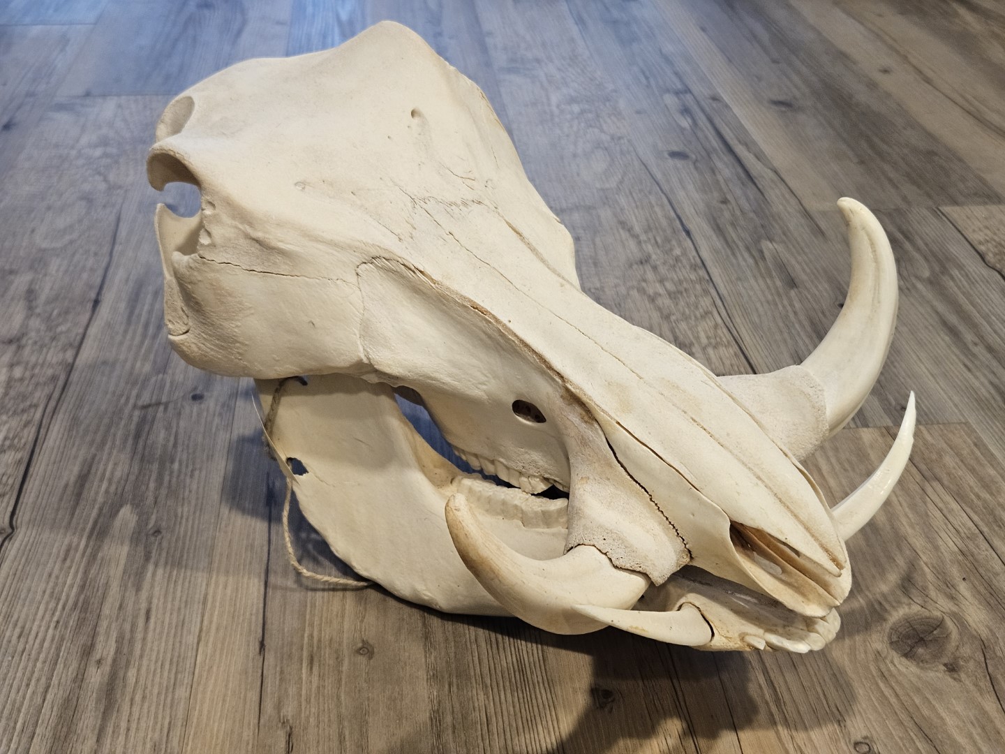 20251101_154546 (Grande)