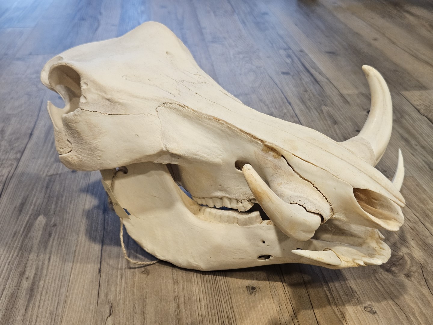 20251101_154555 (Grande)