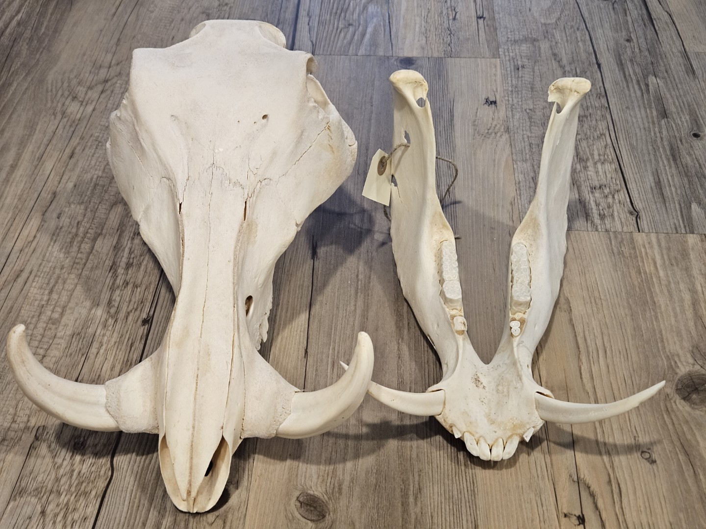 20251101_154619 (Grande)