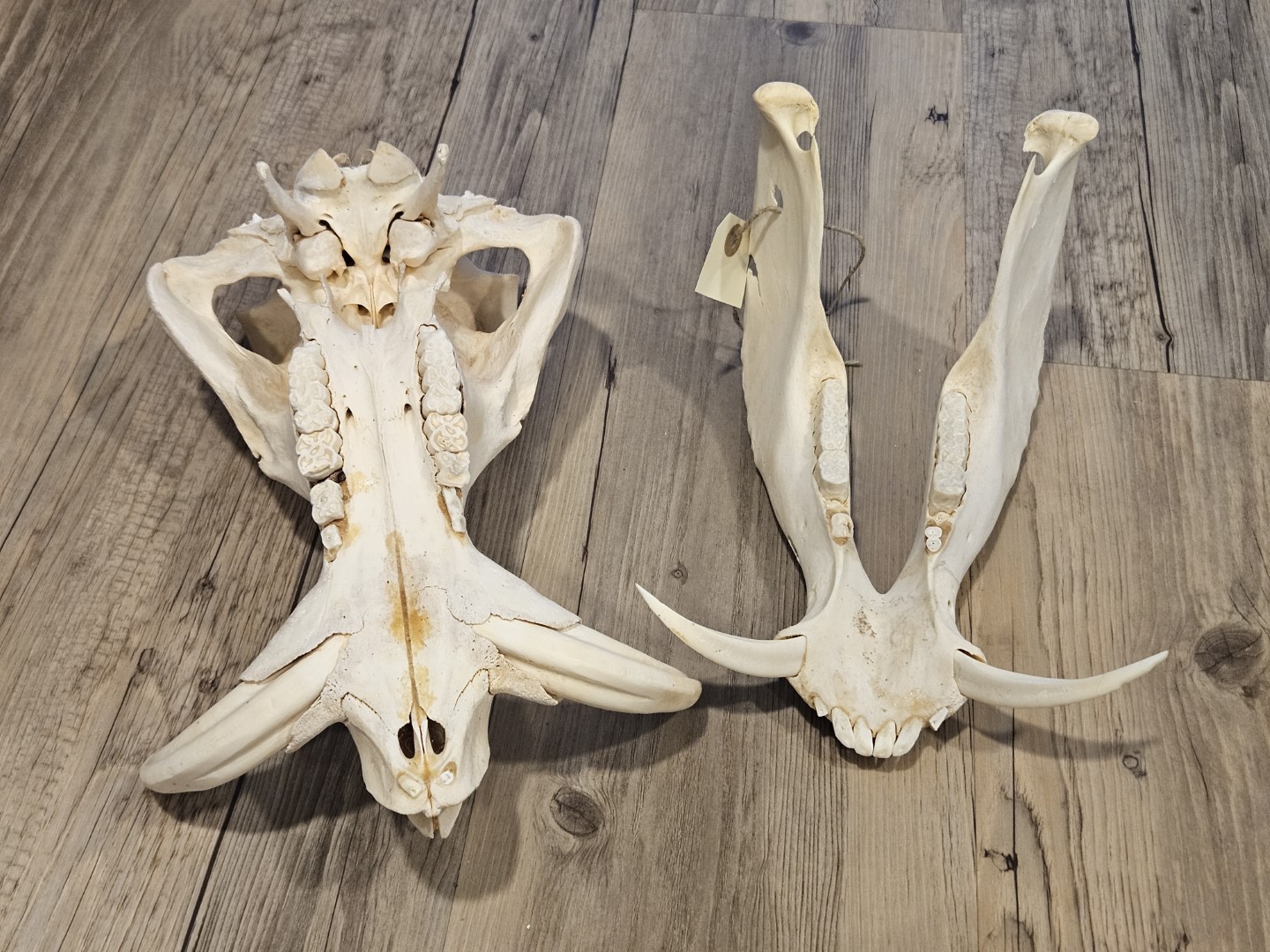 20251101_154637 (Grande)