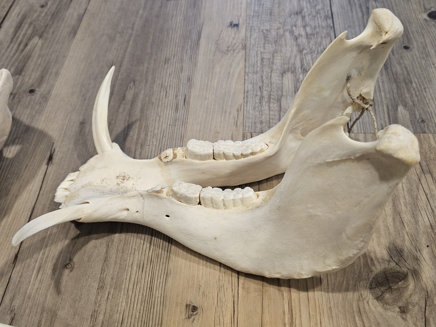 20251101_154644 (Grande)