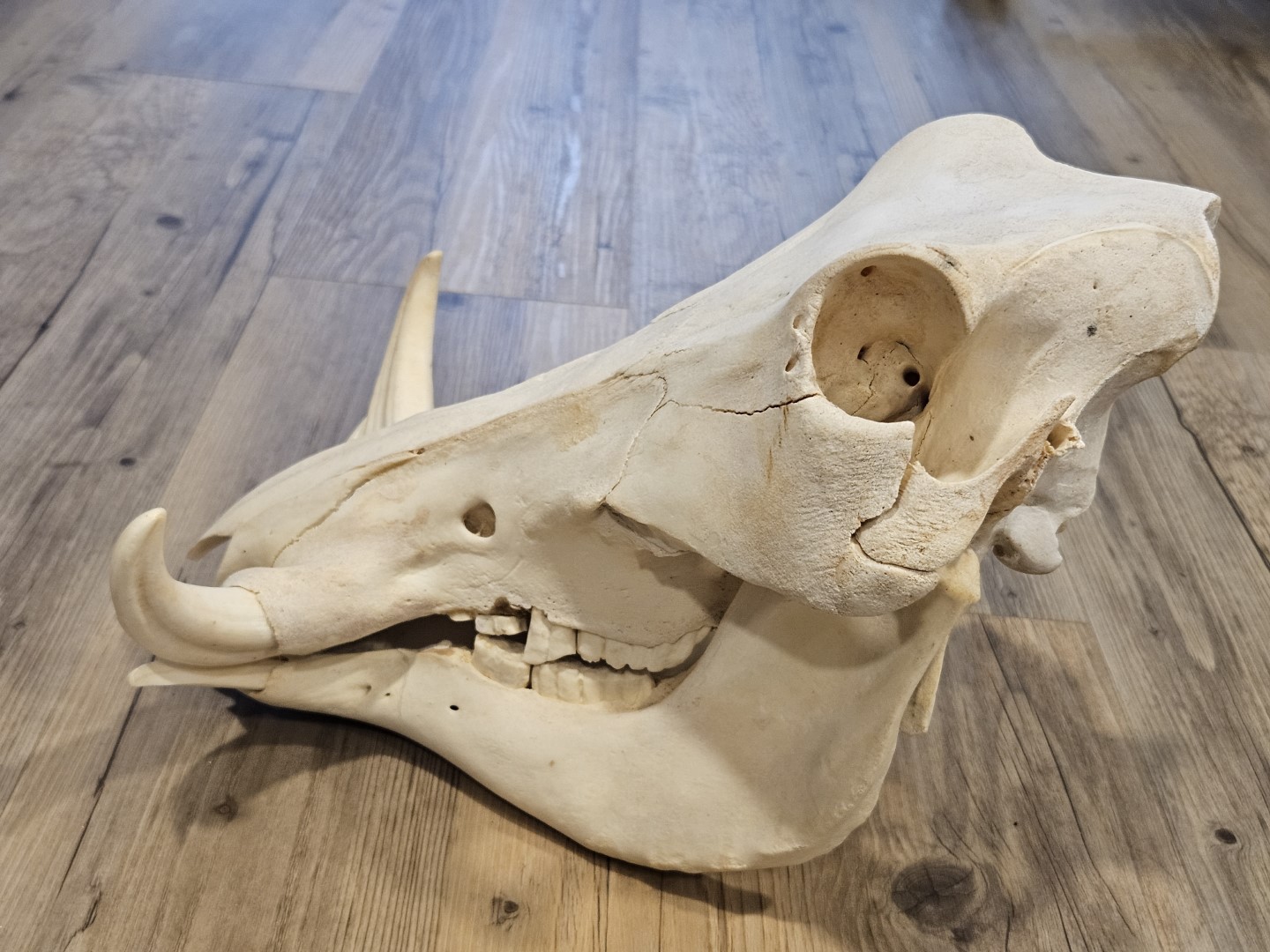 20251101_154708 (Grande)